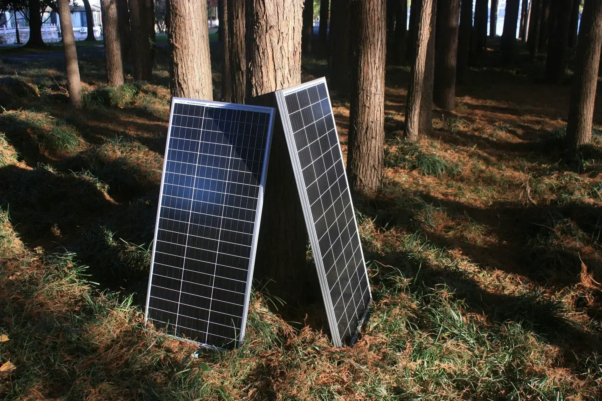 Two solar panels leaning against tree trunks in a forest clearing with pine needles covering the ground